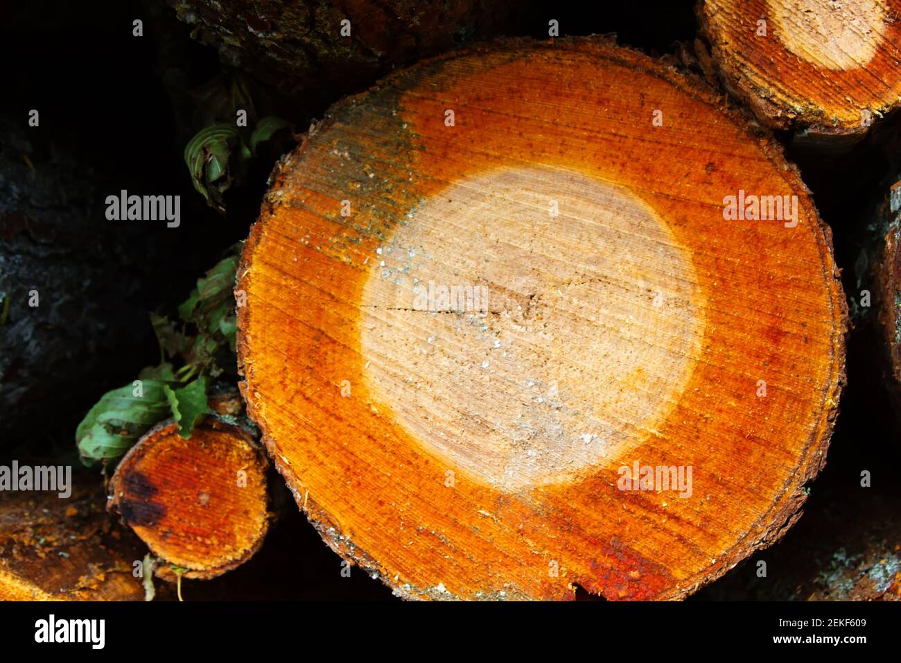 Crosssection of tree of sawn alder show structure of tree bark (cork), phloem (bast), cambium