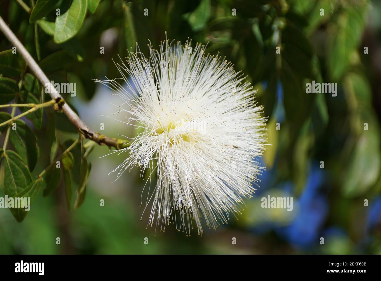 Powder puff tree hires stock photography and images Alamy