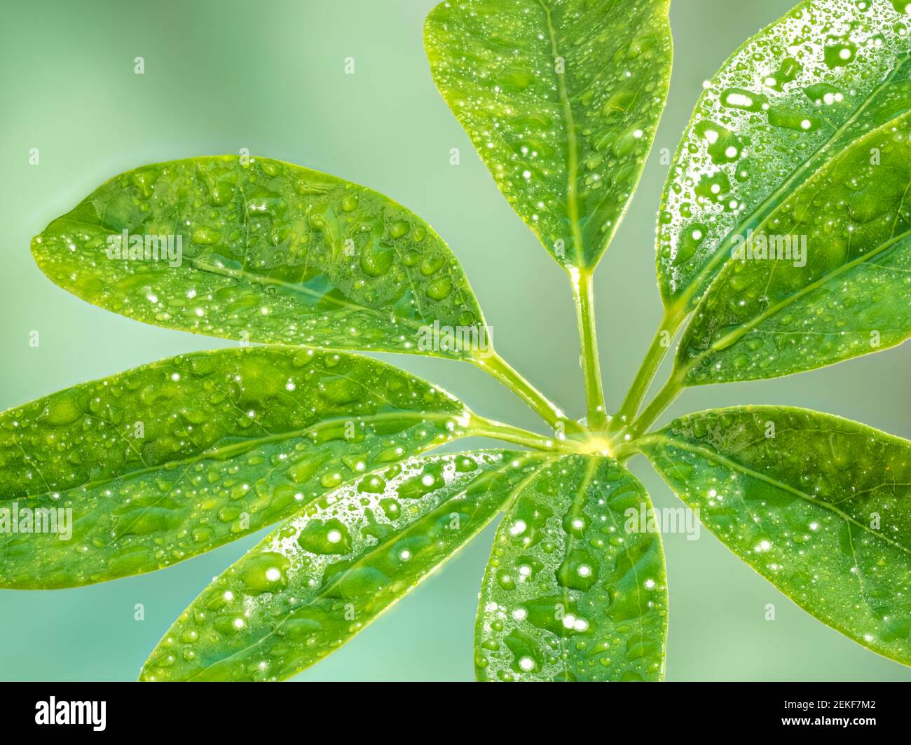 Close-up of wet rhododendron leaves Stock Photo
