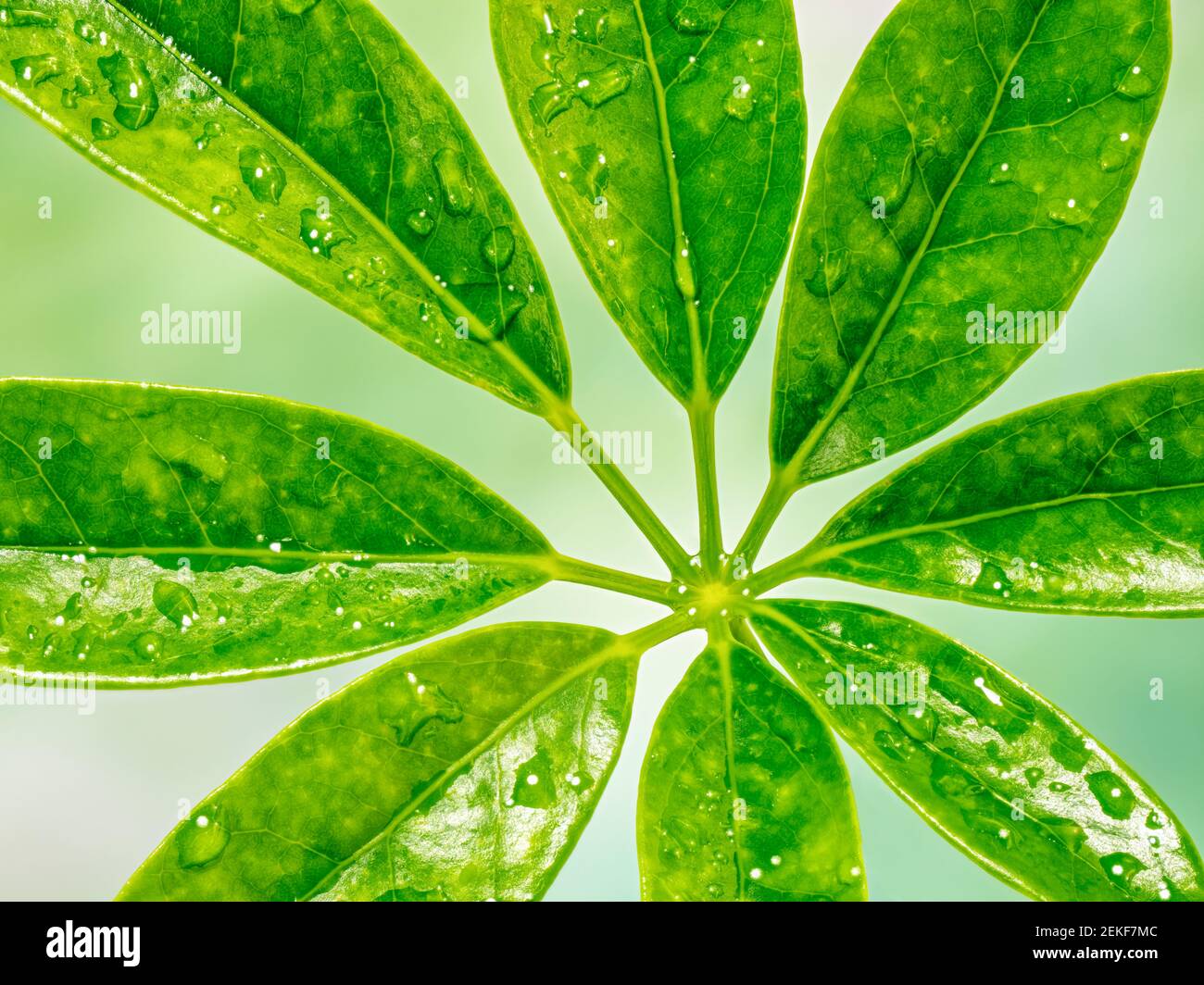 Close-up of wet rhododendron leaves Stock Photo