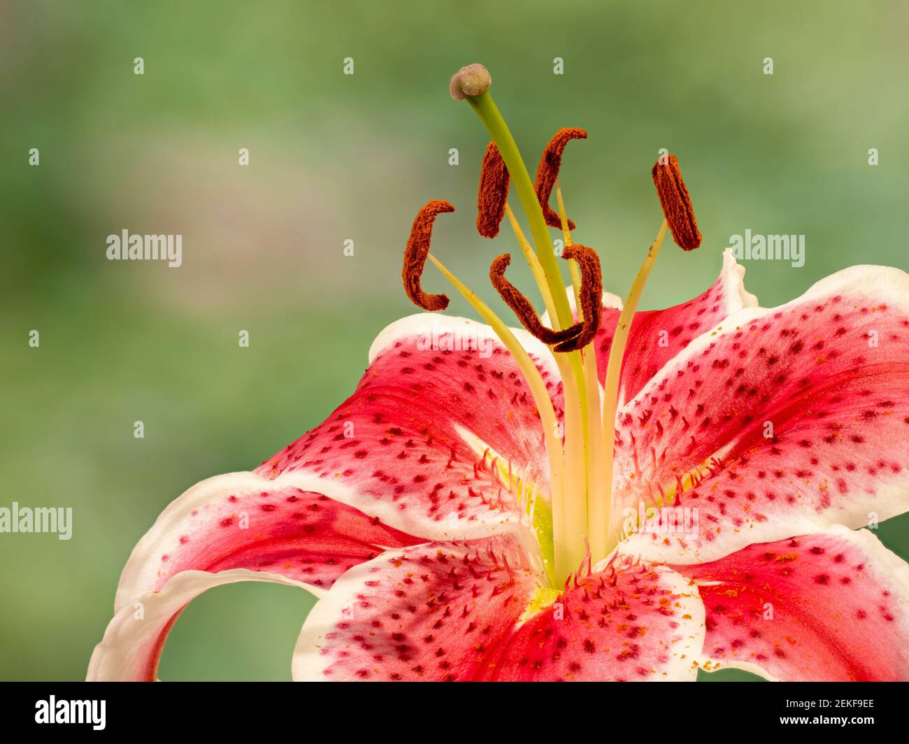 Beauty lily hires stock photography and images Alamy