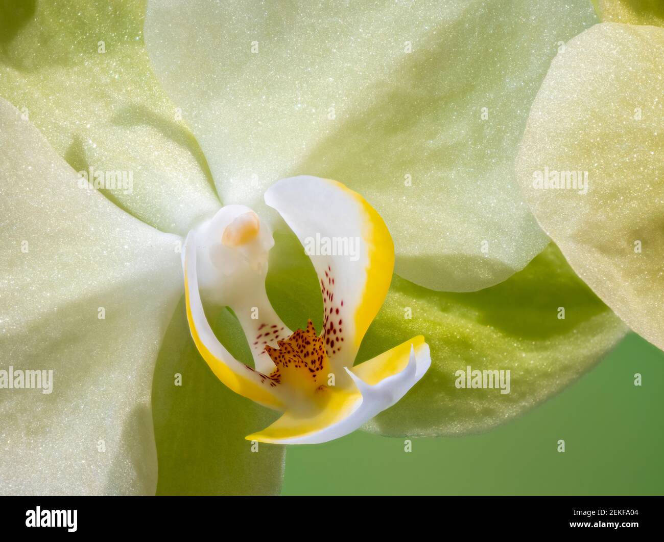 Extreme close-up of orchid Stock Photo