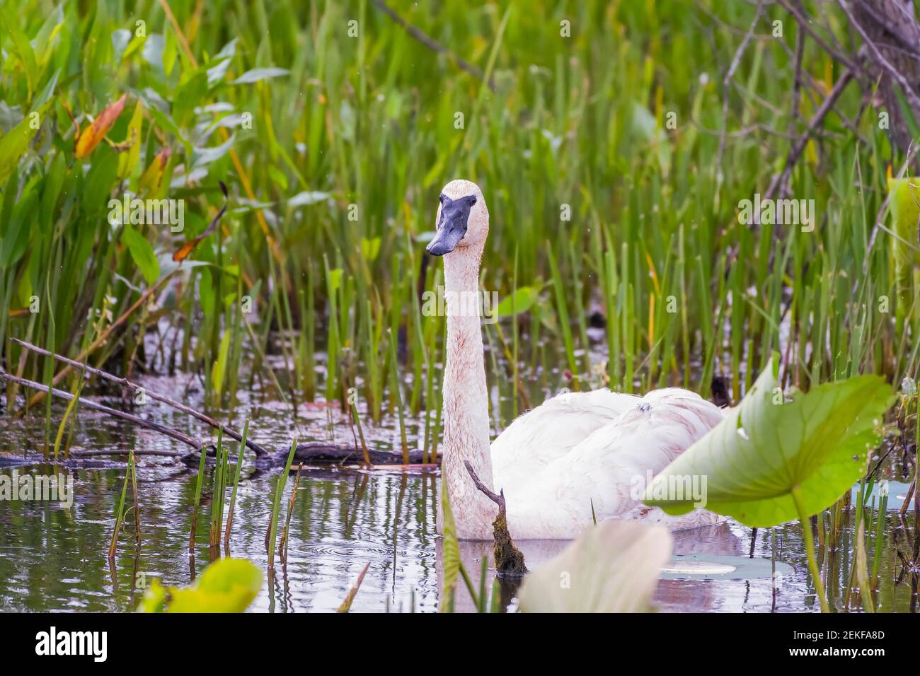 Trumpeter swan in the wetlands of Ottawa National Wildlife Refuge. Ohio. USA Stock Photo