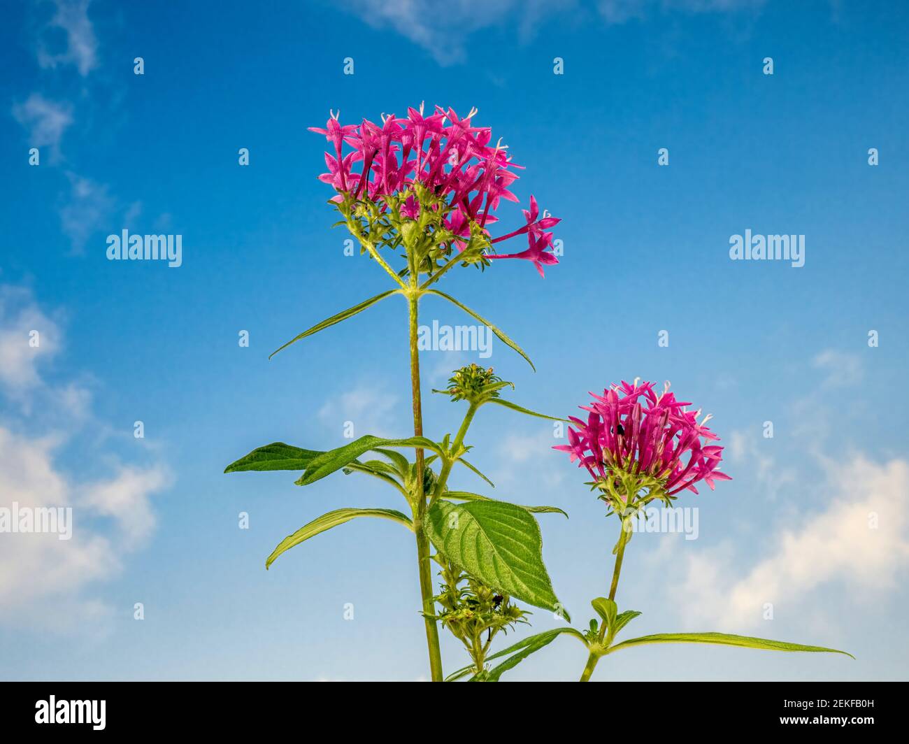 Lucky Star Pentas (Pentas lanceolata) against blue sky background Stock Photo