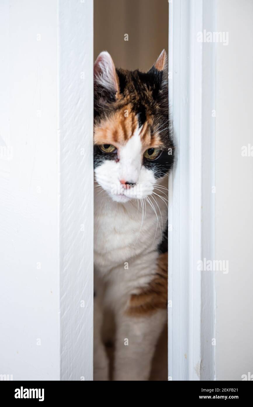 Cat opening door hi res stock photography and images Alamy