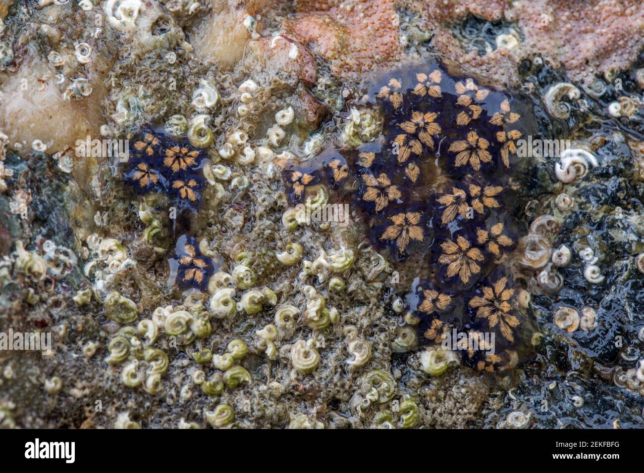 Star Ascidian; Botryllus schlosseri; UK Stock Photo