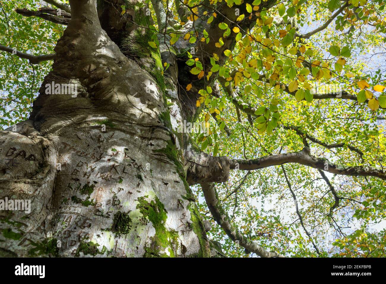 Twisted Beech Tree; Fagus sylvatica; Tehidy; Cornwall; UK Stock Photo