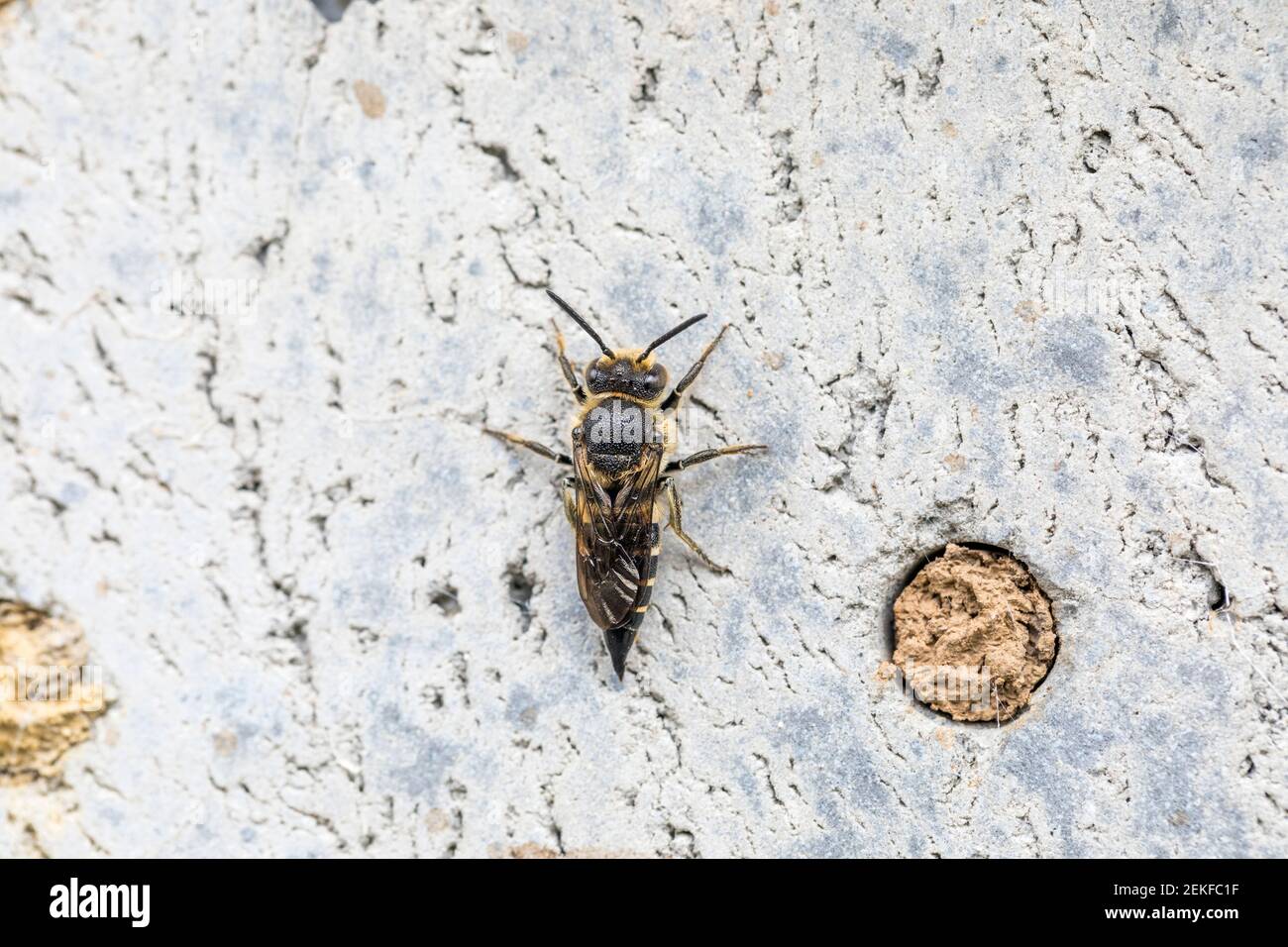 Thread Waisted Wasp; Coelioxys inermis; UK Stock Photo