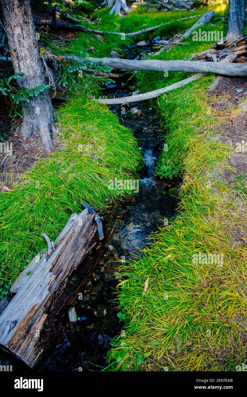 Tiny stream in forest, Great Basin National Park, Nevada, USA Stock Photo