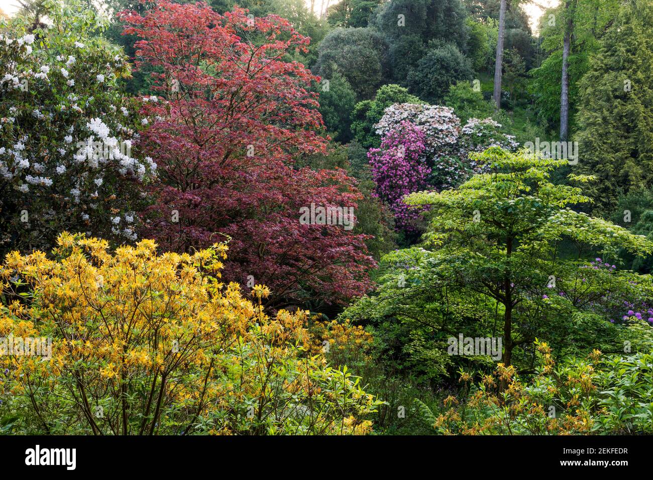 Trebah Garden; Spring; Cornwall; UK Stock Photo - Alamy
