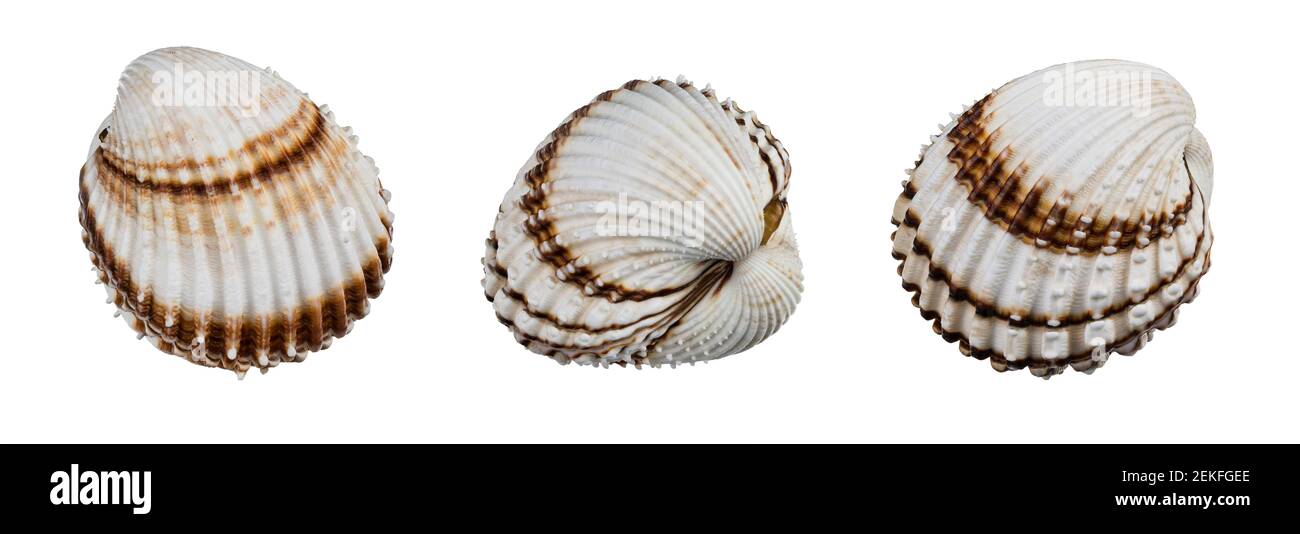 Beautiful sea shells of common cockle isolated on white background