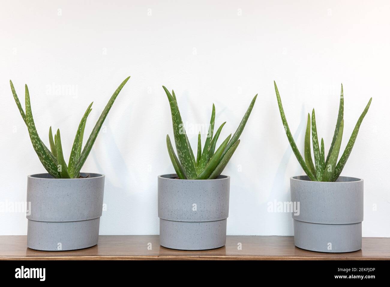 Grouping of potted aloe vera plants on a wooden shelf Stock Photo Alamy