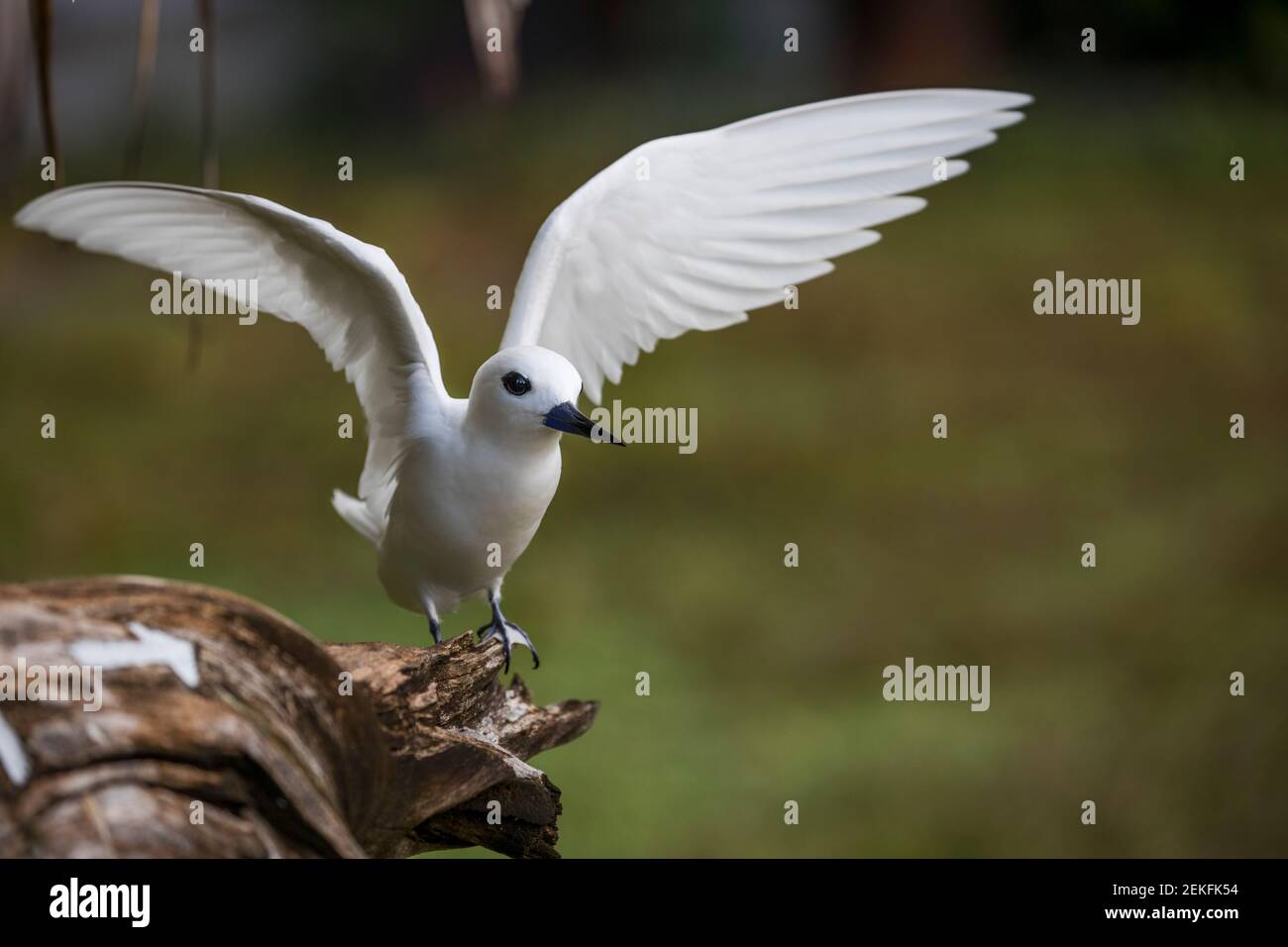 White Tern; Gygis alba; Flapping; Seychelles Stock Photo