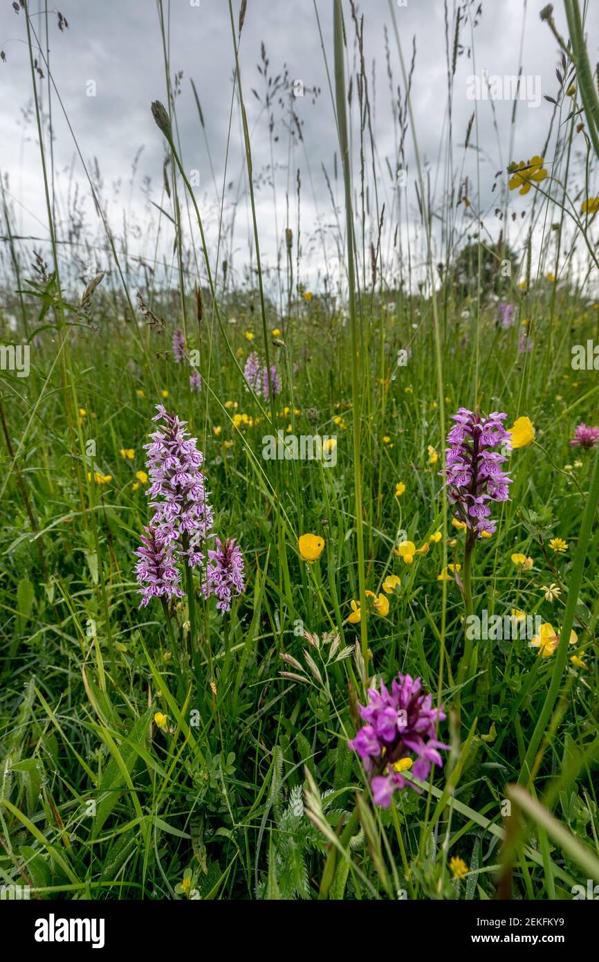 Common Spotted Orchids; Dactylorhiza fuchsii; with Hybrid; Clattinger Common; Wiltshire; UK Stock Photo