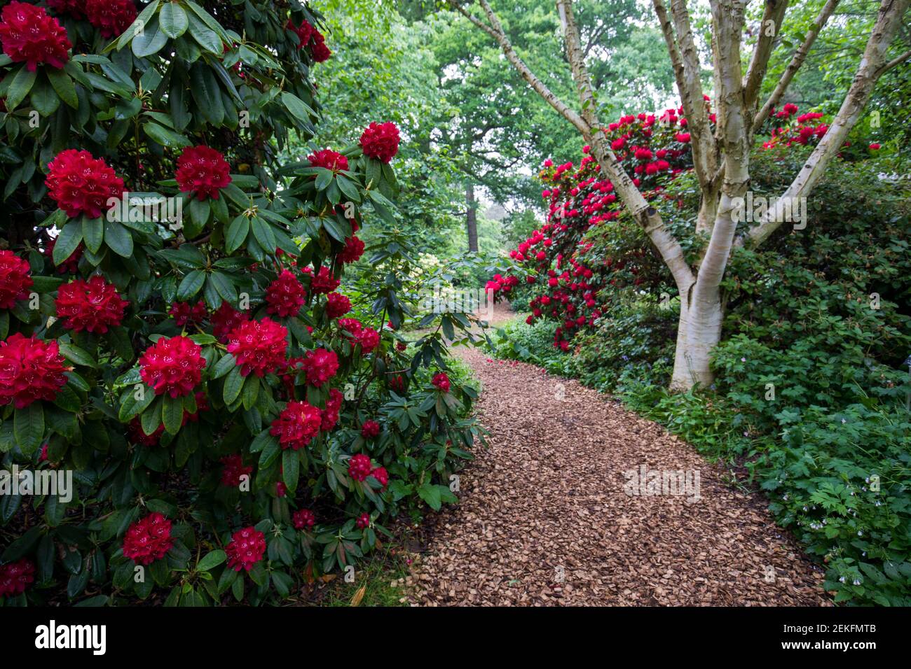 Red Rhododendron England Red Rhododendrons High Resolution Stock Photography and Images - Alamy