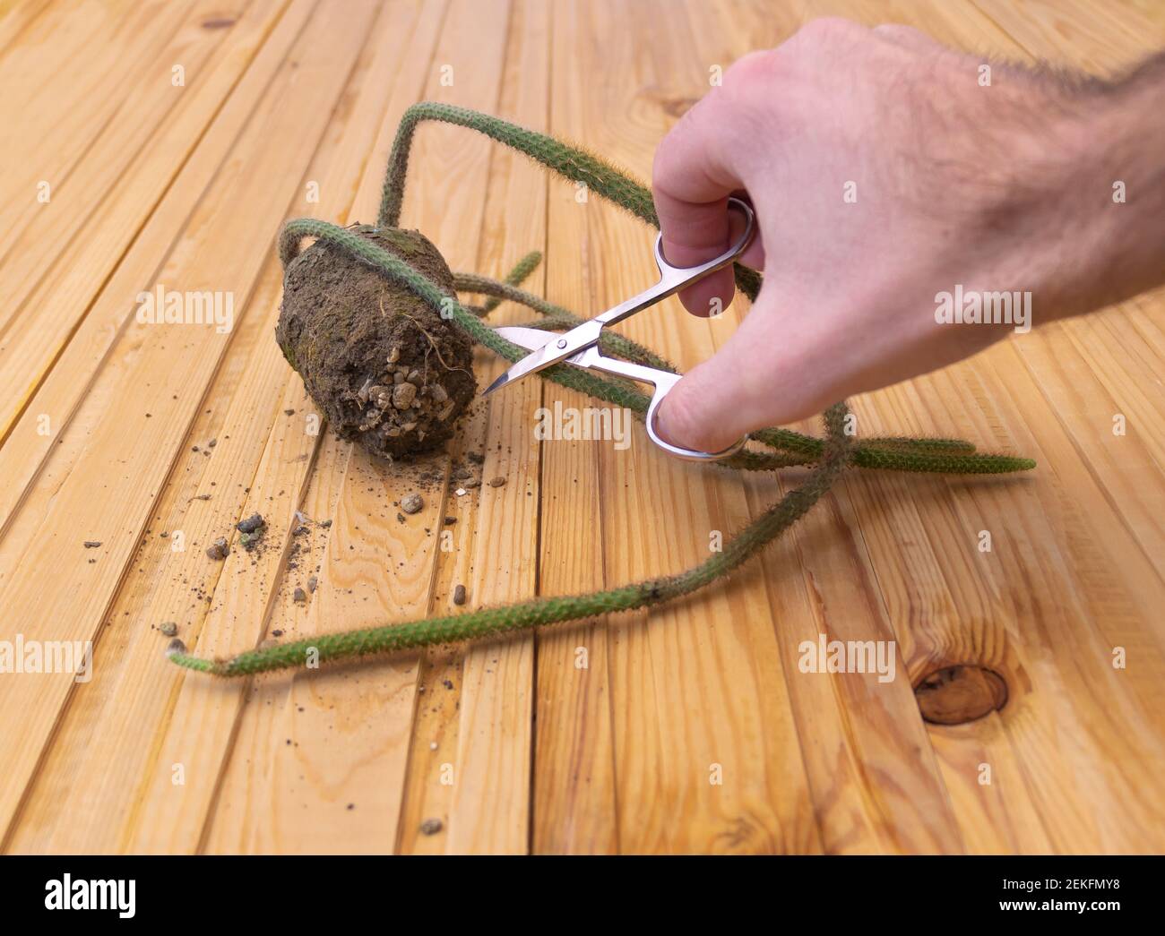Concept of pruning Rattail Cactus - cutting the tail with scissors Stock Photo