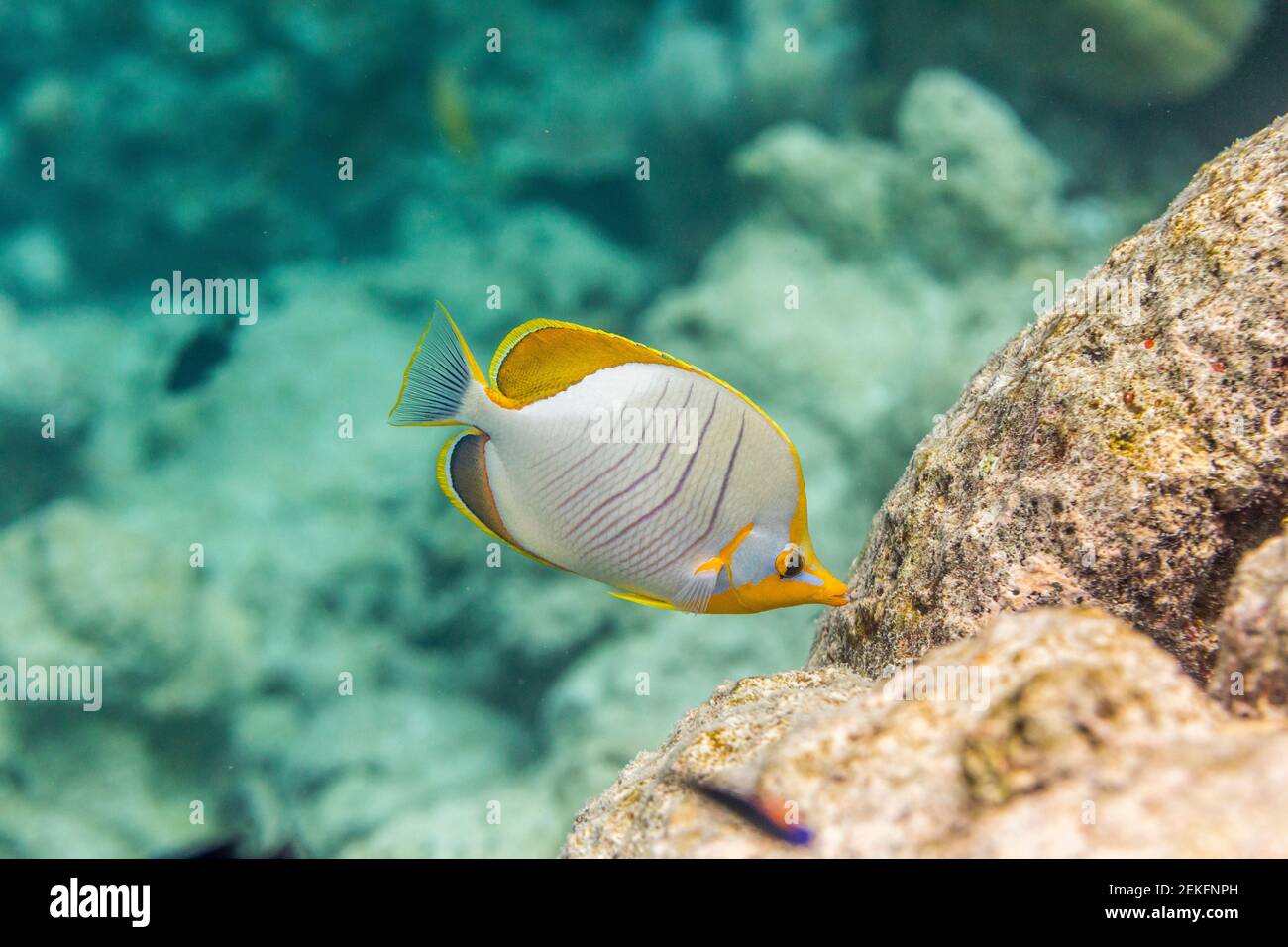 Yellow Head Butterflyfish; Chaetodon xanthocephalus; Maldives Stock Photo