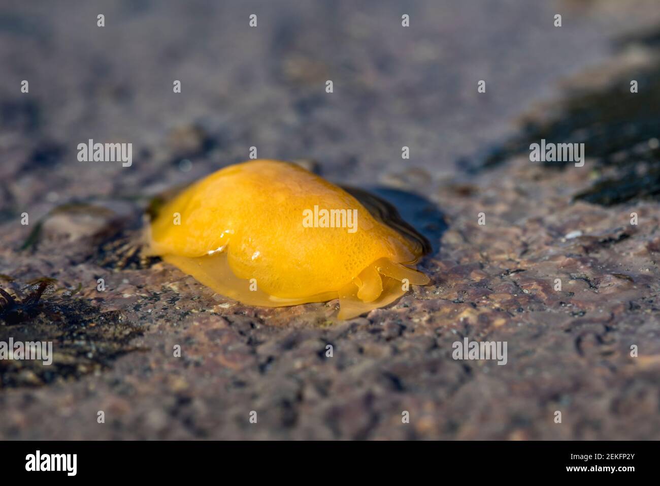 Yellow Plumed Sea Slug; Berthella plumula; UK Stock Photo