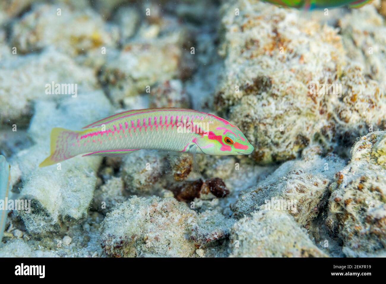 Zigzag Wrasse; Hemitautoga scapularis; Maldives Stock Photo