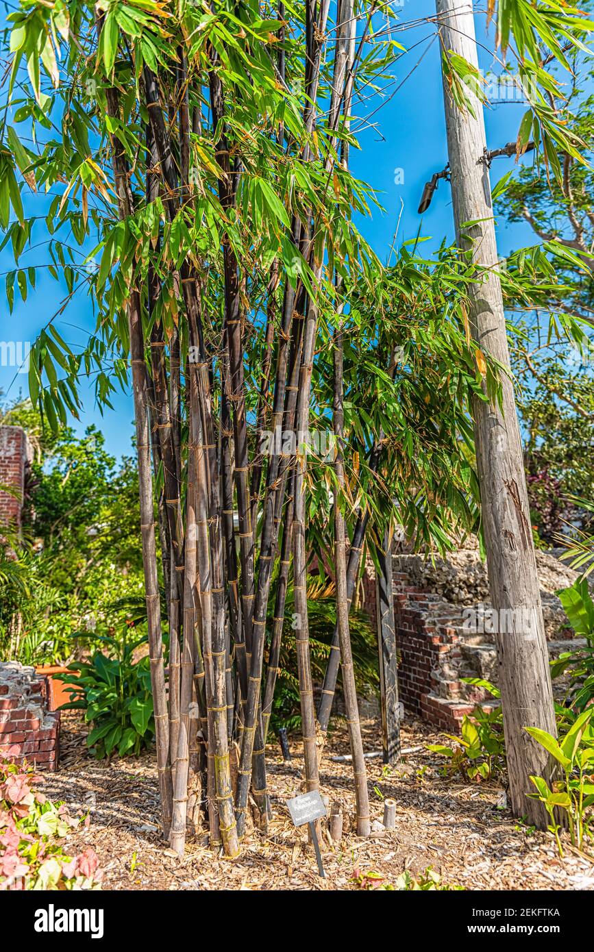 Black Bamboo High Resolution Stock Photography and Images Alamy