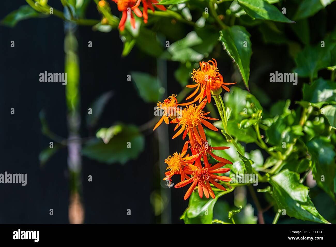 Pseudogynoxys chenopodioides Mexican flamevine blooming flowers in tropical garden of Key West, Florida Stock Photo