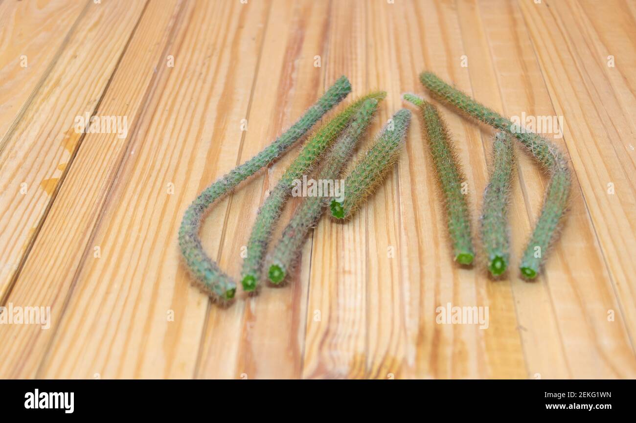 Rattail Cactus cuttings on wooden background - Concept of pruning cactus Stock Photo