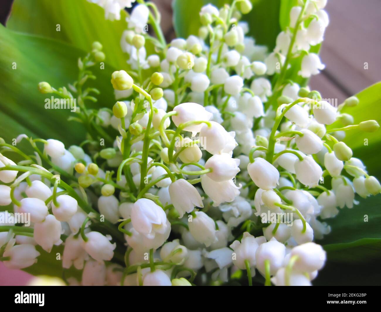 bouquet of spring white flowers lilies of the valley, congratulations on the holiday, mother's day, women's day. Stock Photo