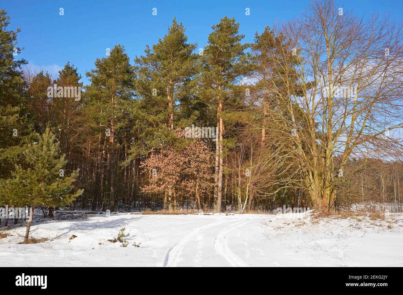 Winter landscape on a sunny day. Stock Photo