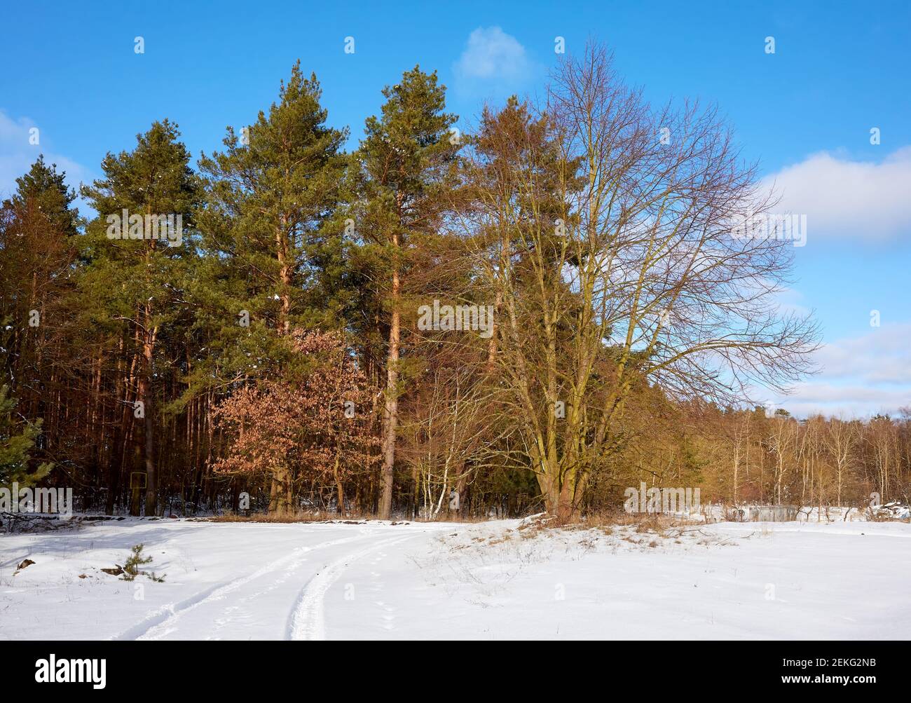 Winter landscape on a sunny day. Stock Photo