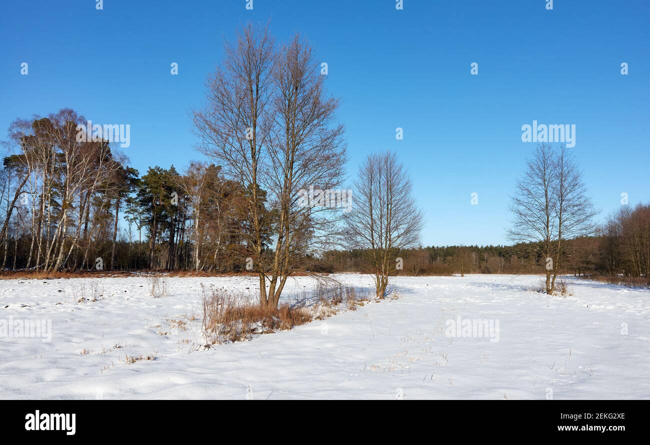 Winter scenery on a sunny day. Stock Photo