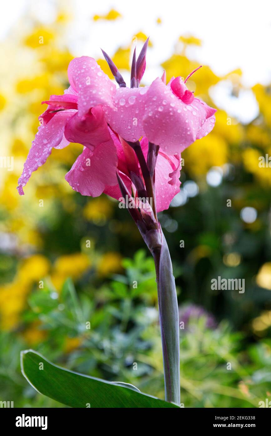 Beautiful pink canna lily blossom wet with water drops.  Location is Butchart Gardens in Sidney on Vancouver Island in Canada. Stock Photo
