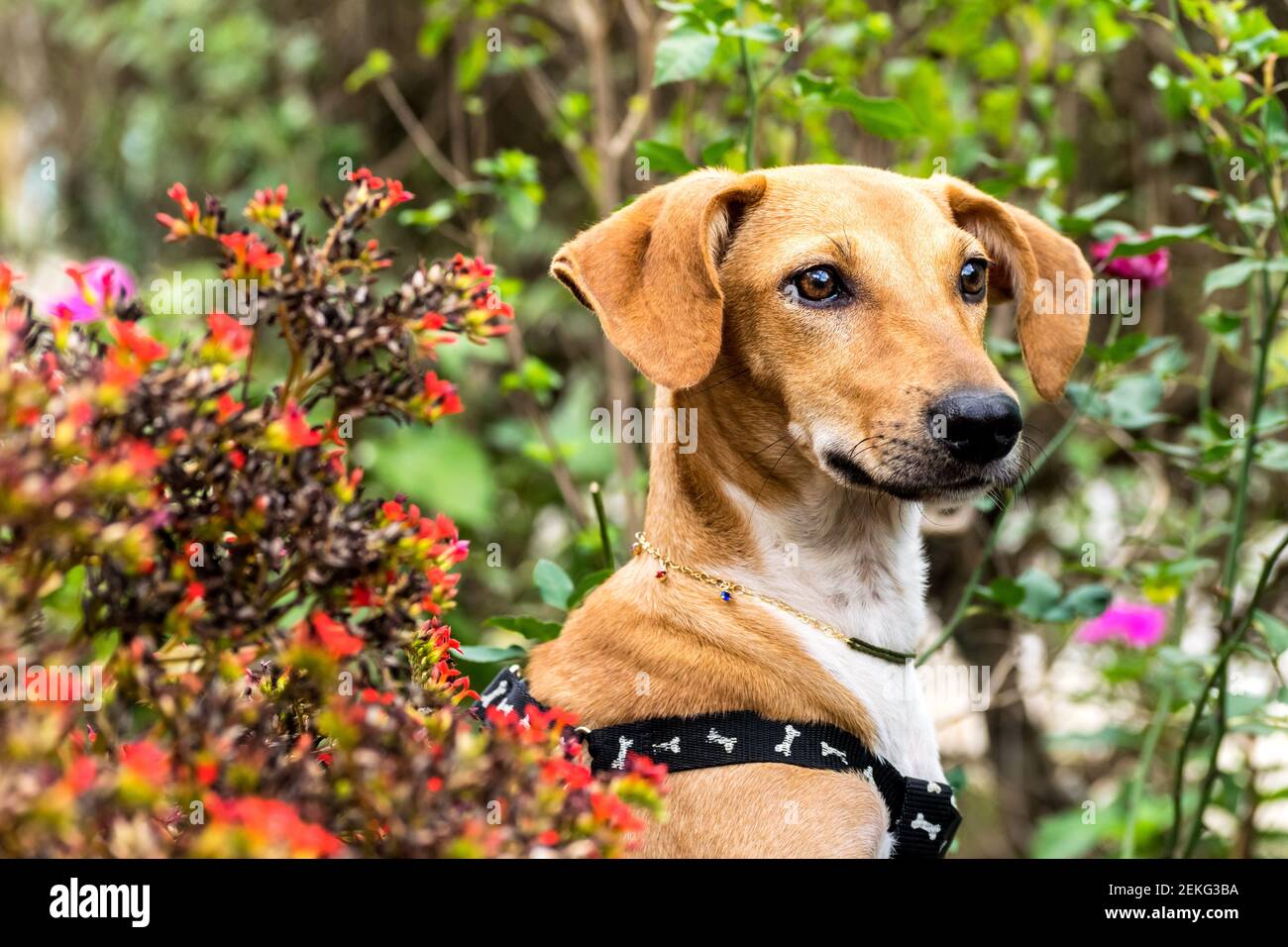 Perro Ornamental Hi res Stock Photography And Images Alamy