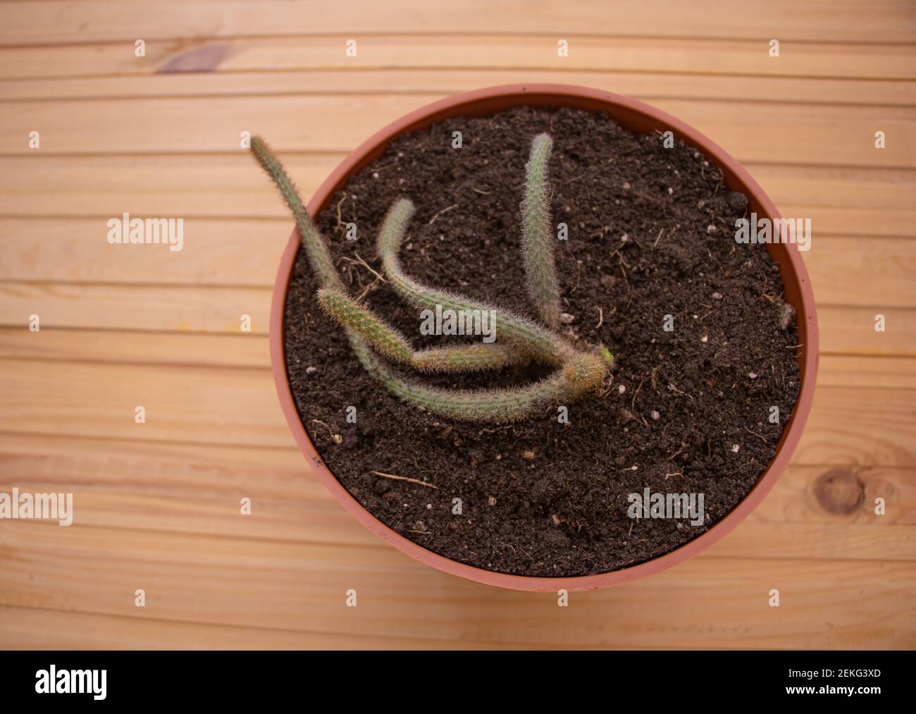 Rattail Cactus recently planted in the pot - wooden background Stock Photo