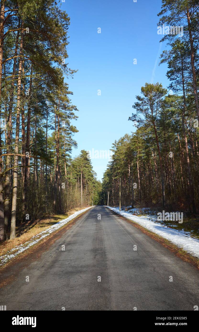 Asphalt road in forest on a sunny winter day. Stock Photo