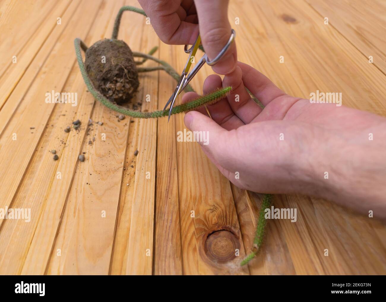 Concept of pruning Rattail Cactus - cutting the tail with scissors Stock Photo