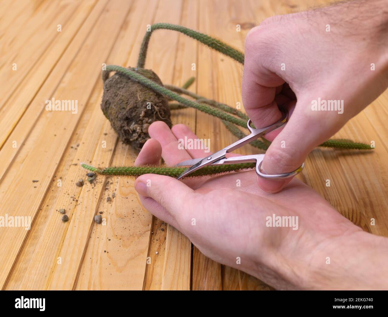 Concept of pruning Rattail Cactus - cutting the plant with scissors Stock Photo