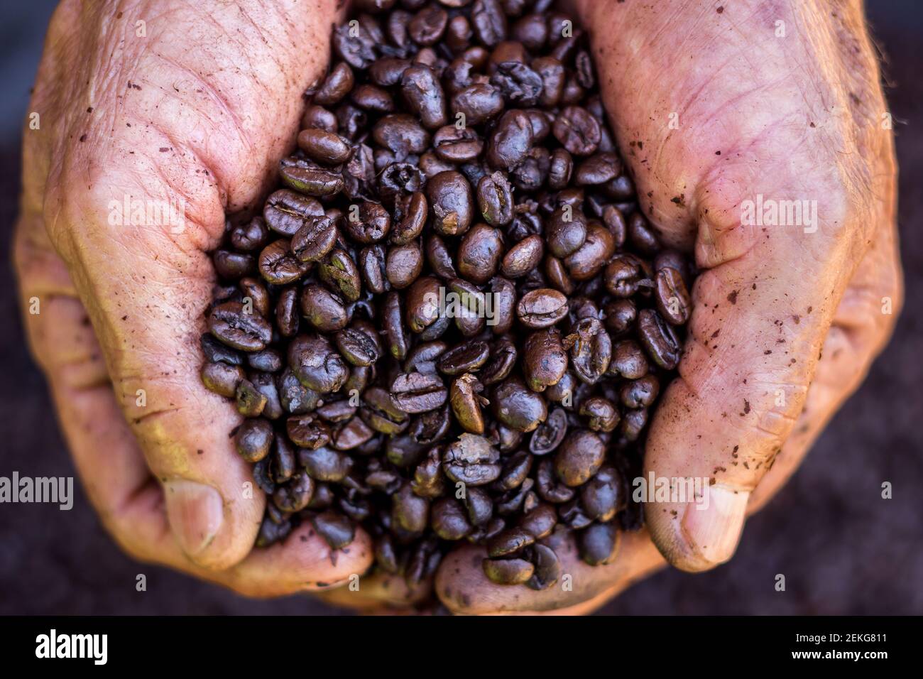 Coffee grains held by human hands. Coffee production in Brazil is