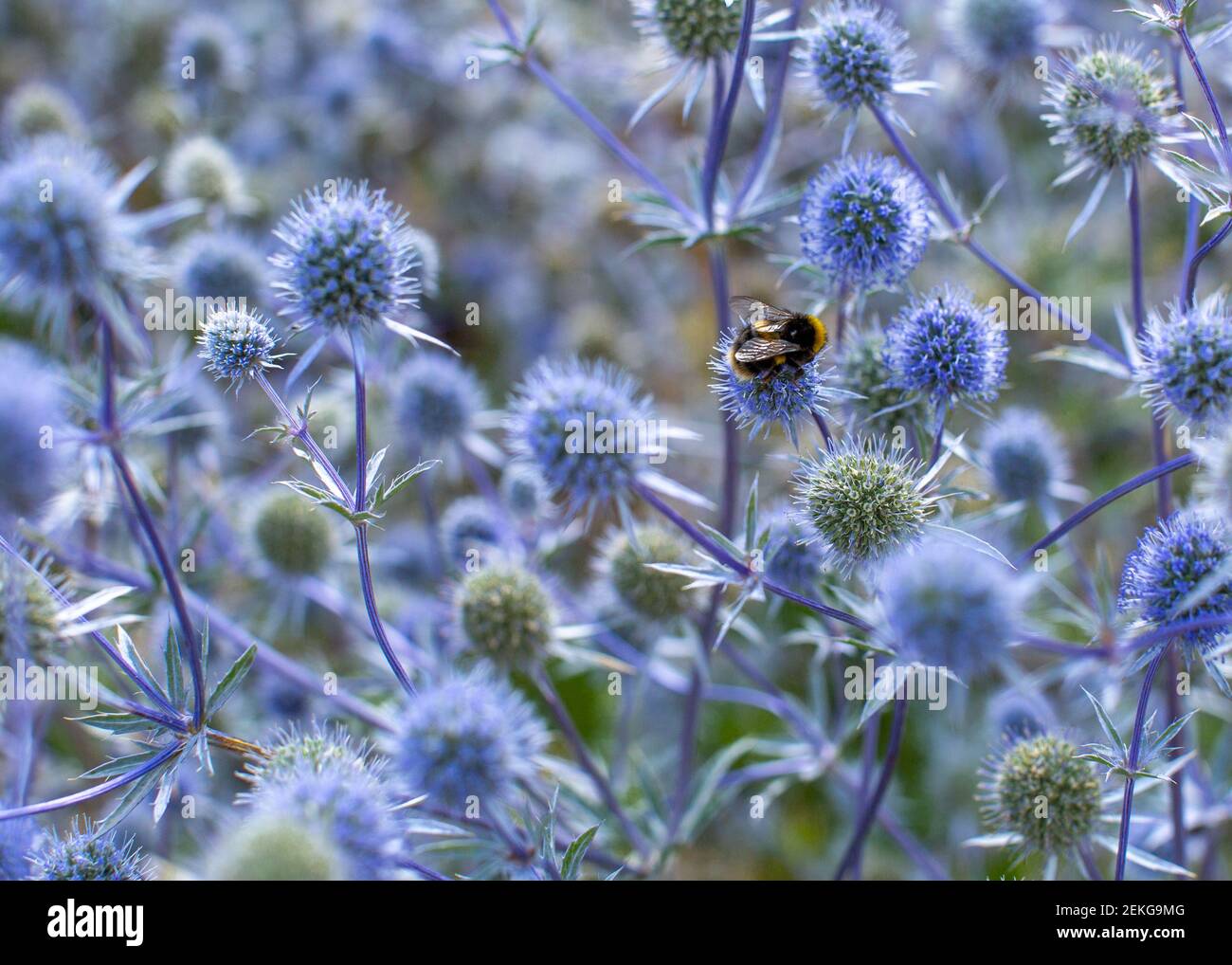 Bee on a globe thistle plant, England, UK Stock Photo