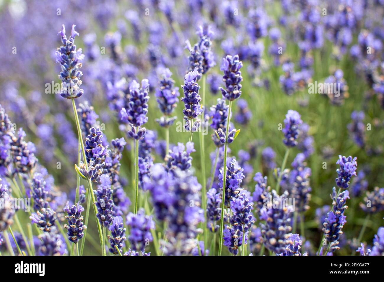 Lavender in the summer sun, England, UK Stock Photo