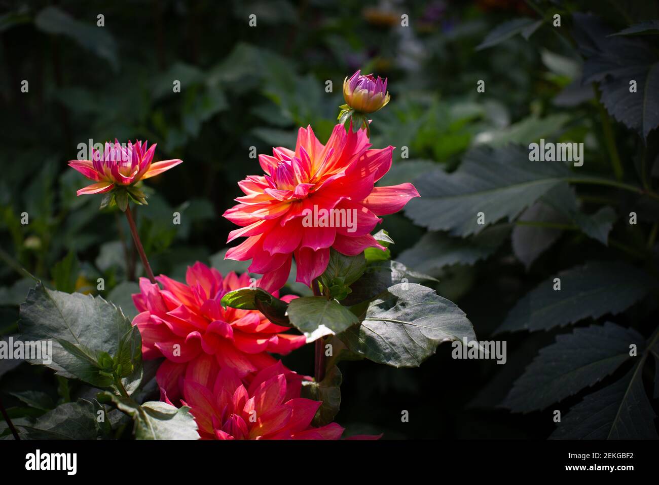 Pink red dahlia flower in a garden, UK Stock Photo