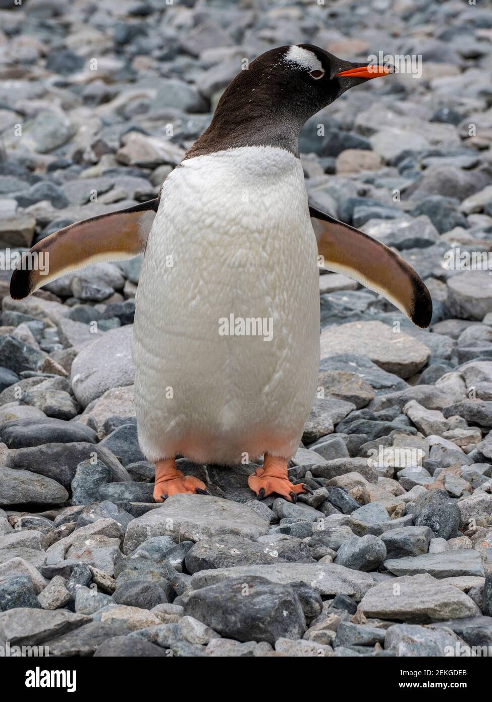 Gentoo penguin (Pygoscelis papua), Curville Island, Antarctica Stock Photo