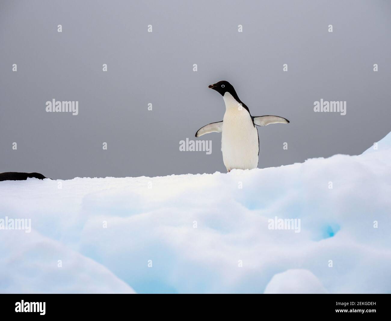 Adelie penguin (Pygoscelis adeliae) on ice floe, Fish Islands, Antarctica Stock Photo