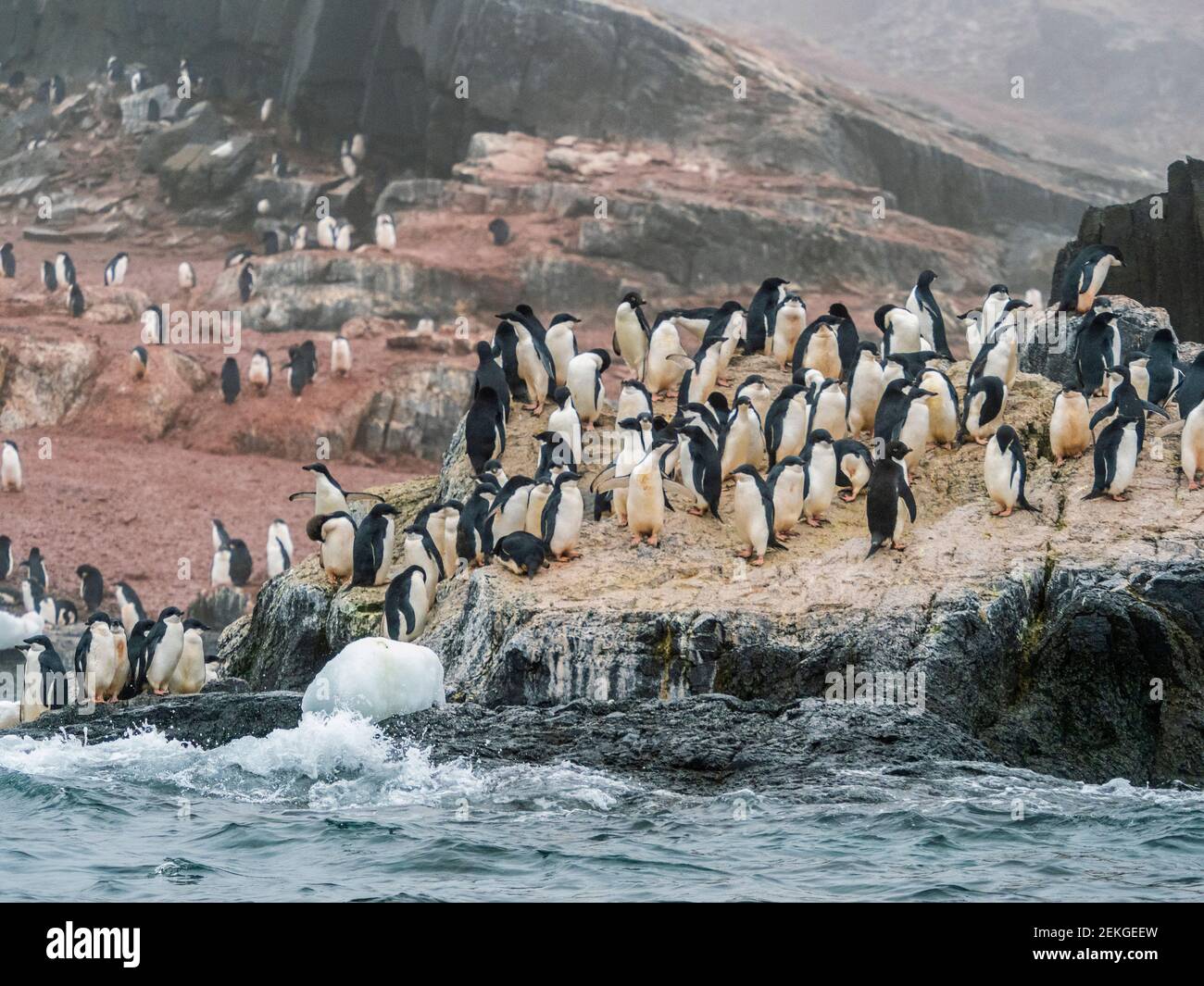 Adelie penguins (Pygoscelis adeliae), Gourdin Island, Antarctica Stock Photo