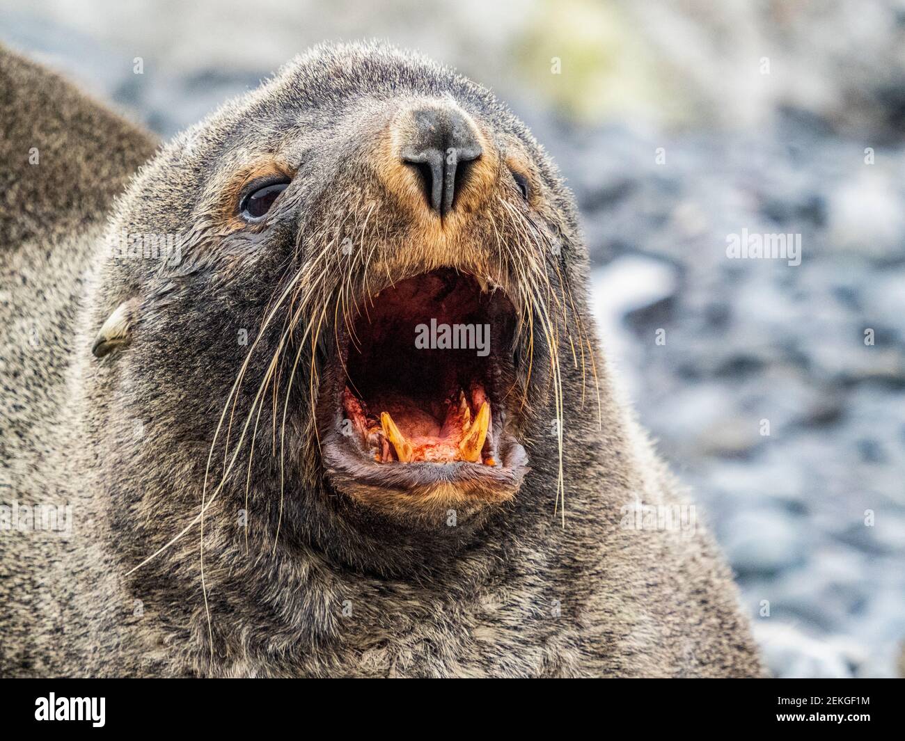 Fur seal yawning, Brown Bluff, Antarctica Stock Photo