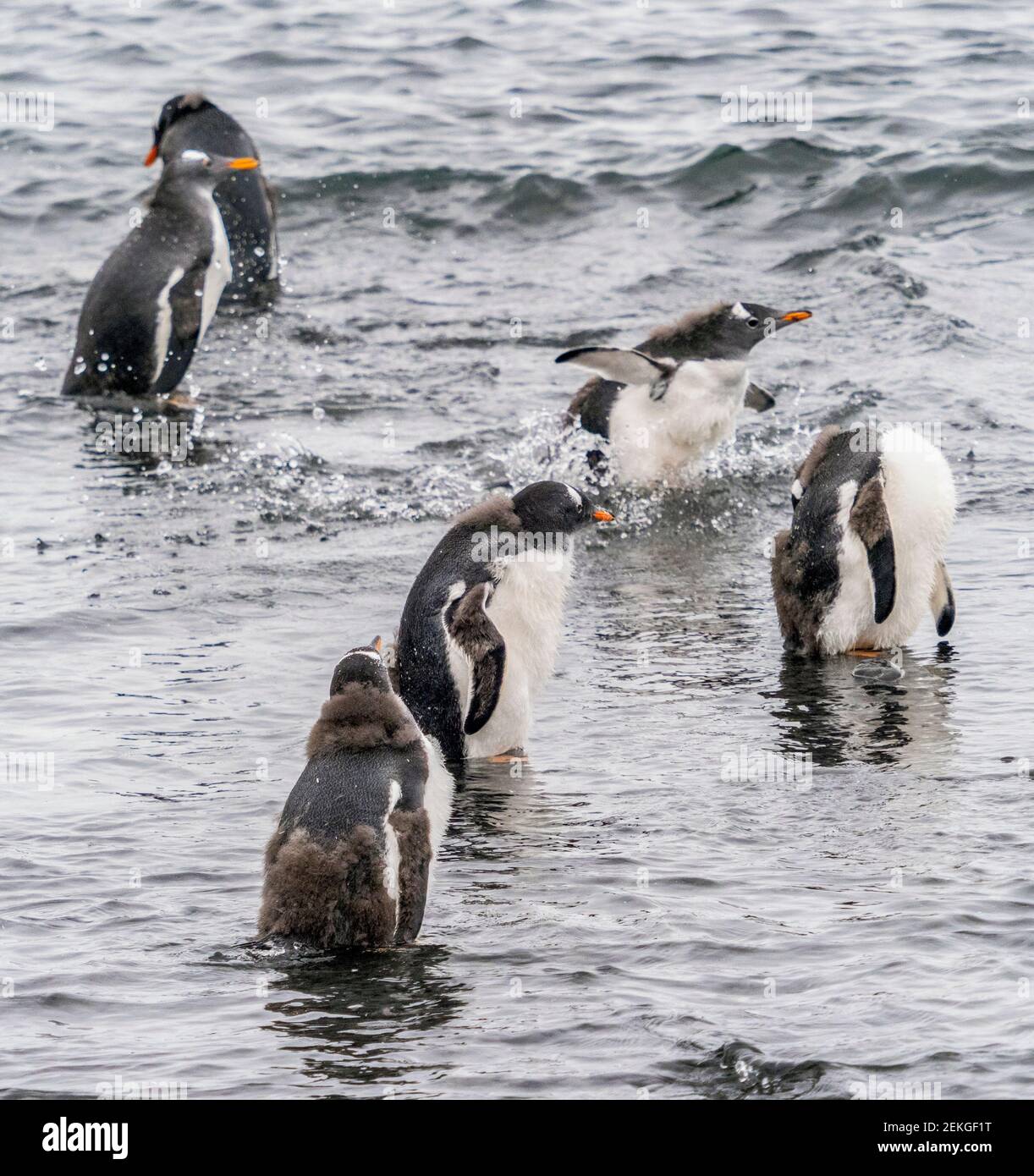Group of gentoo penguins (Pygoscelis papua) in sea, Brown Bluff, Antarctica Stock Photo