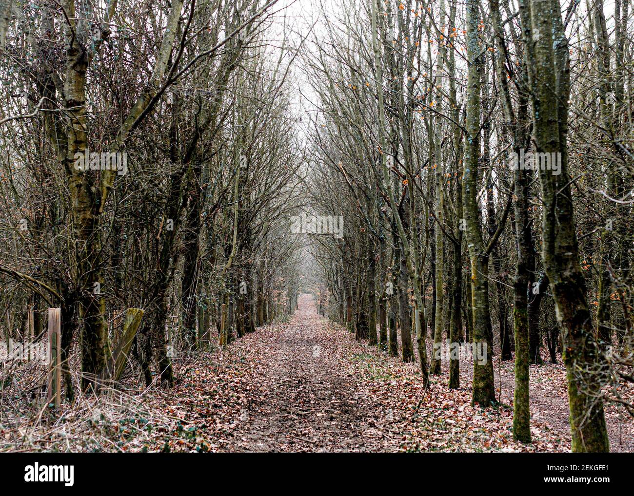 Tunnel of trees in Oxfordshire, UK Stock Photo