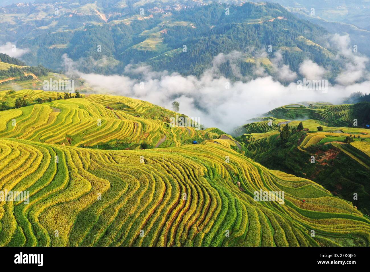 CONGJIANG, CHINA - AUGUST 30, 2020 - Golden harvest lines of rice ...