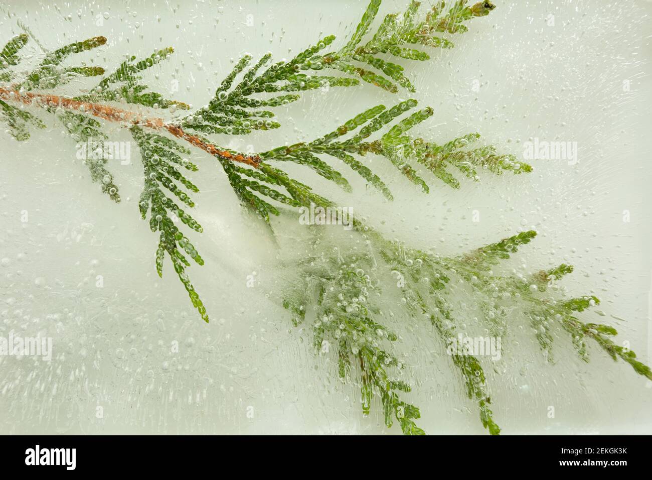WA19289-00...WASHINGTON - A twig that blew off a Western Red Cedar tree frozen in ice. Stock Photo