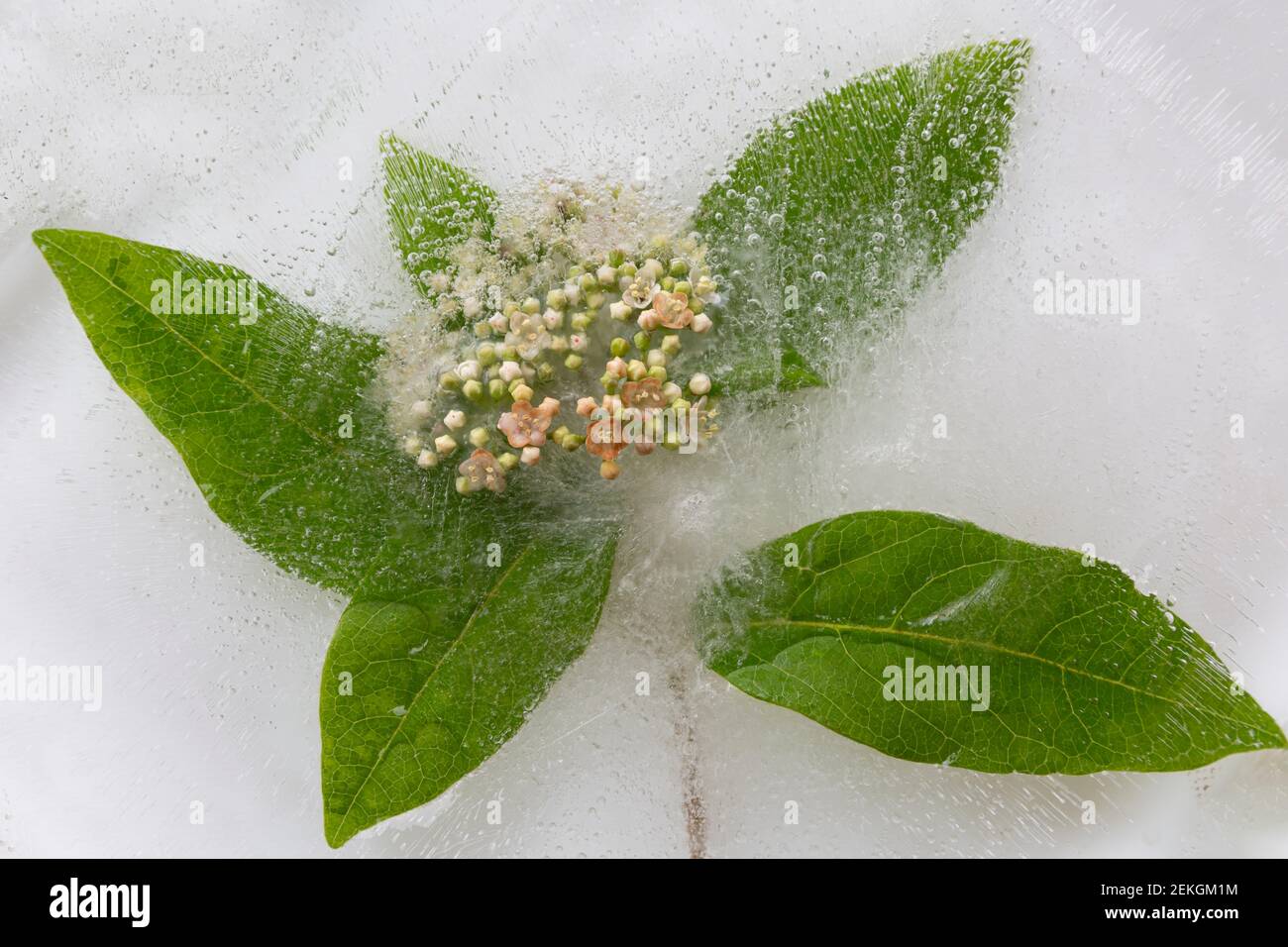 WA19300-00...WASHINGTON - An early blooming Cascara and leaves partially frozen. Stock Photo
