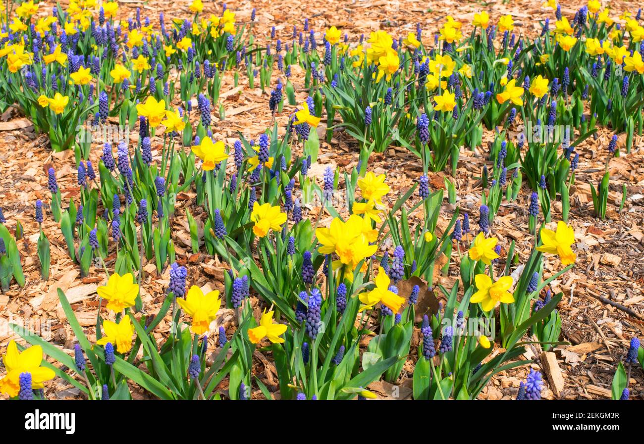 A mixture of blue grape hyacinths and yellow daffodils seen during April, in Central park, NYC, USA Stock Photo
